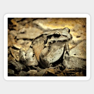 Portrait of a Mountain Chicken Frog Sticker